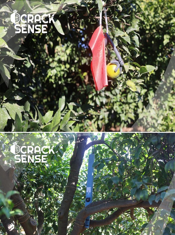 Trunk and Fruit Dendrometers.jpg